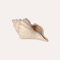 Conchiglia Decorativa Bianca Lucida Soprammobile Marino in Ceramica