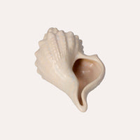 Conchiglia Decorativa Bianca Lucida Soprammobile Marino in Ceramica