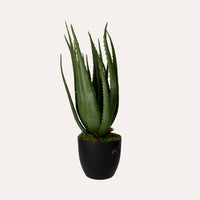 Pianta Artificiale Aloe Vera Alta 66 cm con Vaso